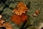 ok-5237_turner_leafs.jpg