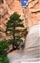 Tentrock-3772-09-5d-cathederal pine.jpg