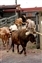 2849_stochyard longhorns.jpg