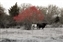 6464_a_autumn_bull.jpg