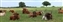 7346-10-5d2_longhorn.jpg