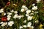 0135-06-5d_wildflowers.jpg