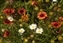 0141-06-5d-b_wildflowers.jpg