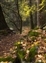 0204-10-5d2_yosemite path.jpg