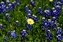 0548-06_yellow with bluebonnet.jpg