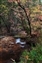 0804-10-5d2_yosemite dogwood-b.jpg