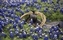 1631-09-5d_bluebonnet-saddle.jpg