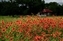 2076-09-5d_indian blanket.jpg