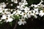 3215-11-5d2_dogwood12.jpg