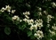 4412-06-5d_syringa.jpg
