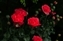 4429-06-5d_poppies_a.jpg