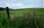 4460-07-5d_purple on the prarrie.jpg