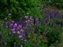 4488-06_5d_idaho wildflower.jpg