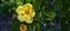 5887-12-5d2_golden hybiscus-b.jpg