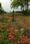 5912-10-5d2_wildflower mix.jpg