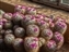 5929-12-5d2_flowering little cactus-b.jpg