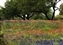 6024-10-5d2_wildflower mix.jpg