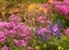 6072-10-5d2_wildflower mix.jpg
