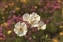 6112-10-5d2_poppy wildflower mix.jpg