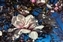 6140-12-5d2_magnolia.jpg