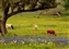 6182-10-5d2_longhorn in blue bonnet.jpg