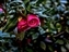 6210-12-5d2_camilia-b.jpg
