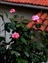 6335-11-5d2_rose-tile.jpg