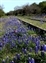 6425-10-5d2_bluebonnet railroad.jpg