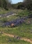6455-10-5d2_bluebonnet railroad.jpg
