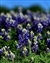 7032-07-5d_bluebonnet.jpg
