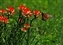 7125-07-5d_butterfly and paintbrush.jpg
