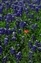 7165-07-5d_indeanpaintbrush.jpg