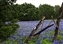 7343-07-5d_bluebonnets.jpg