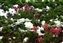 7369-07-5d_wildflower.jpg
