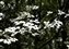 7537_a_wildflower5.jpg