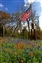 7591_wildflower6.jpg
