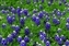 7610_wildflower7.jpg