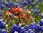 7812_a_bluebonnet in paintbrush.jpg