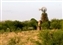 7929_windmill and vine.jpg