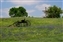 7966_bluebonnets_buggy_cross.jpg