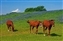 8077Horses in blue bonnets.jpg