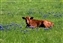 8083_calf in bluebonnets.jpg