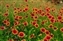 8746-07-5d_indian blanket.jpg