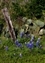9397-10-5d_cactus and blue bonnet.jpg