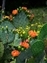 9568-07-5d_cactus flower.jpg